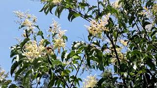 Flowers and their pollinators -Butterflies and different bees visiting flowers from the same plant.