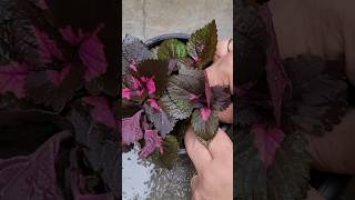 Grow coleus from cutting  so easy