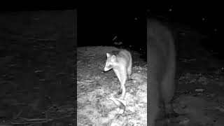 Raccoon can't believe his luck!  #trailcamera #backyard #raccoon #trailcam #nature #wildlifecameras