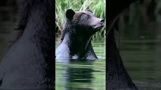 Grizzle bear swims #shorts #bear #grizzle