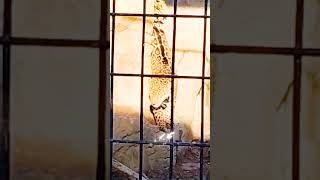 Watch What This Leopard Does When You Dare to Stare!