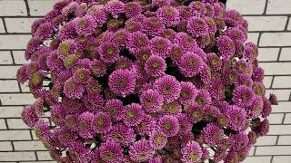 100 kytice CHRYSANTHEMA SAN AAA DORIA - Florea.cz