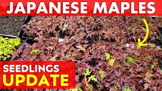 Japanese Maple Tree Seedlings Update 2024 + What Soil Mix Do I Use?