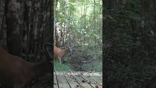 Buck Jumps Creek Right Next to Bridge #shorts #shortsfeed #wildlife #deer #mkyb