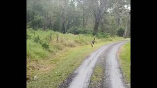 Australian Wallaby 🦘 🇦🇺  #bush #traffic ⛰️ #wildlife #kangaroo