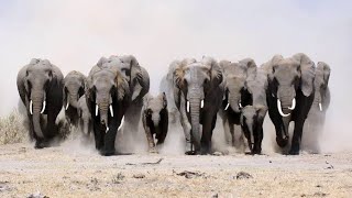 A herd of elephants searching for water in the forest.