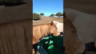 ferry rains on a horse in the woods.