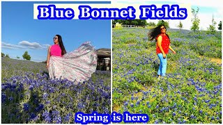 TEXAS BLUEBONNET FIELDS| State Flower Texas| Spring Wild flower| Vlog 2021