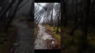 Extreme winds rip trees from the ground 💨🌳