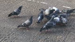 Pigeons enjoying bathing in rain water & eating bread || Squirrels Eating