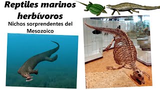 ¡Reptiles marinos herbívoros! Descubre este curioso nicho en el Mesozoico