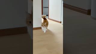 #catlover #funnyshorts #shortvideo #cat #kucinglucu #animals #tiktokviral #lovecats #dogs #paint