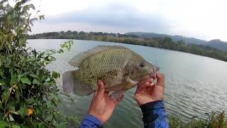 É muita TILAPIA ! Pescaria de barranco em Rifaina Sp