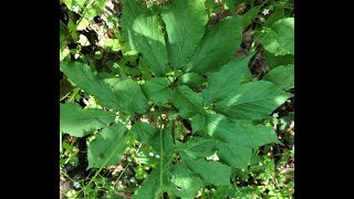 Ginseng  video: I show a rare five prong plant