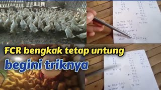 panen bebek umur 43 hari fcr bengkak