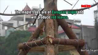 European maple trees planted on Hanoi streets