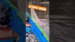 melimpah hasil alam kalimantan #shortvideo #shorts #fayzfishingadventure #fishing #ikan