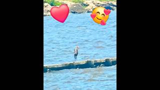 ❤️A Beautiful Day On The Lake #subscribe #viral #shorts #birds #music #song #love