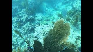 Elbow Reef - Key Largo, FL - Vid 15