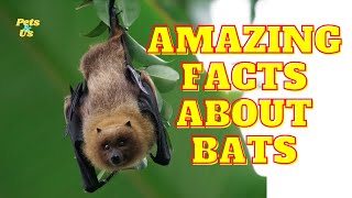 Facts You Might Not Know About Bats | Facts about Bat 🦇 (2022) | Pets and Us