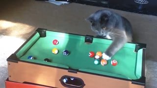 Cats Playing Pool (2017)