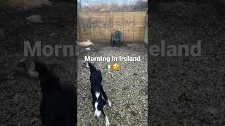 Morning in Ireland 🇮🇪 border collie in action