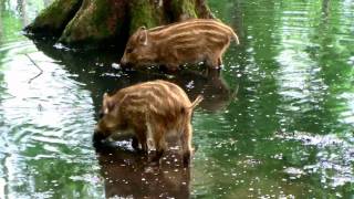 DE VELUWE  -  Wild baby pigs  -   Wildlive