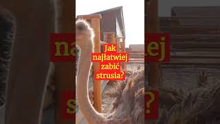 JAK NAJŁATWIEJ ZA**Ć STRUSIA?