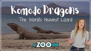 Komodo Dragons | The Heaviest Lizard in the World | EdZOOcating Adventures