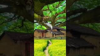 Nature | China forest village view, Chinese old houses, Nature 4k videos | Short video