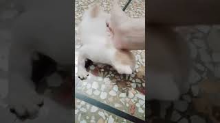 New born kitten/cute kitten😺/kitty/Persian kittens/beautiful kittens#shorts#tiktok#cat#kitten