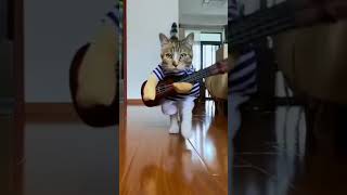 Cat | Walk | 4K Vertical Videos