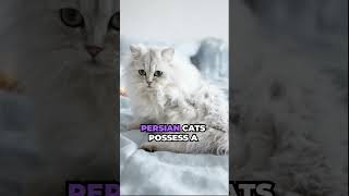 The Fascinating World of Persian Cat #shorts #short #Youtube #trending #satisfying #satisfyingvideo