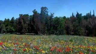 Wild Iris Wildflowers