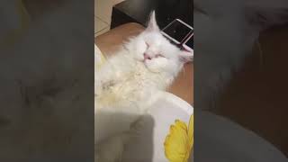 Kitten (Part 15) : Saya Sering Tidur