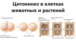 Цитокинез в клетках животных и растений