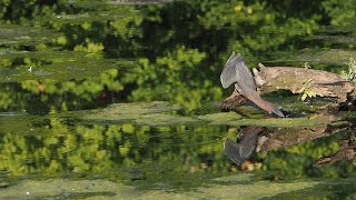 Green Heron Fishing