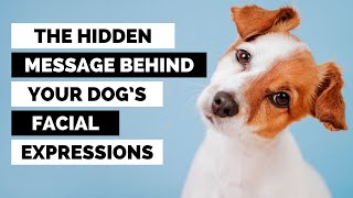 Expert Reveals 10 Facial Cues Your Dog is Trying to Tell You!