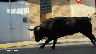 Museros toros 14 agosto 2019