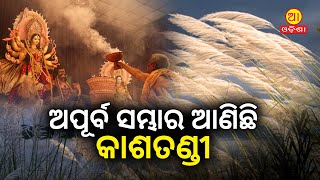 ଶାରଦୀୟ ଶୋଭାବର୍ଦ୍ଧନ ପାଇଁ ଅପୂର୍ବ ସମ୍ଭାର ଆଣିଛି କାଶତଣ୍ଡୀ || Kashatandi || Durgapuja #aaodishanews