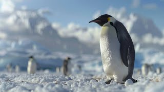 Penguin Majesty: A Dive into the Antarctic