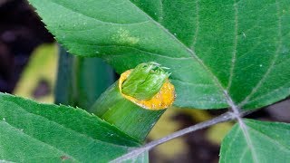 Para Que Sirve La Planta Ashitaba Para La Glucosa