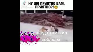 СЛАДКАЯ МЕСТЬ