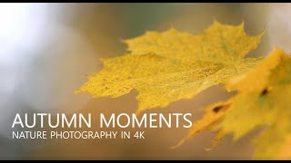 Autumn Moments 2021 - 4K Cinematic Swedish Nature Photography