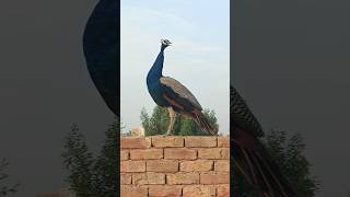 Amazing beautiful peackock#peacock #animals #camel #youtubeshorts #youtubevideos #shorts