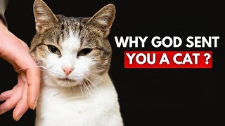 Why GOD Sent You a Cat - Unveiling Feline & SECRET Spiritual SIGNIFICANCE of Cats