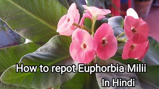 Repotting of Euphorbia milii plant in hindi.