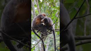 Golden Langur #endangeredspecies #endangeredanimals #grooming #selfcare #forest #wildlife #4k