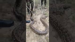 KDF SOLDIERS MEET A GIANT PYTHON during their security Operations