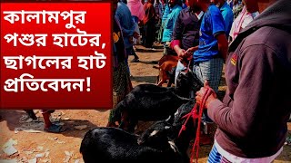 কালামপুর হাটের খাসি, পাঠি, গাড়ল ও বাচ্চা ছাগলের হাট প্রতিবেদন। Digital Bangladesh!